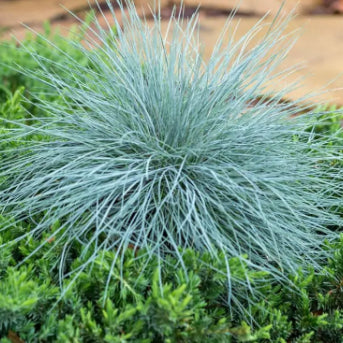 Festuca glauca Beyond Blue