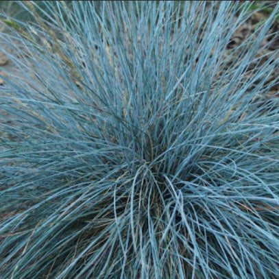 Festuca glauca Elijah Blue