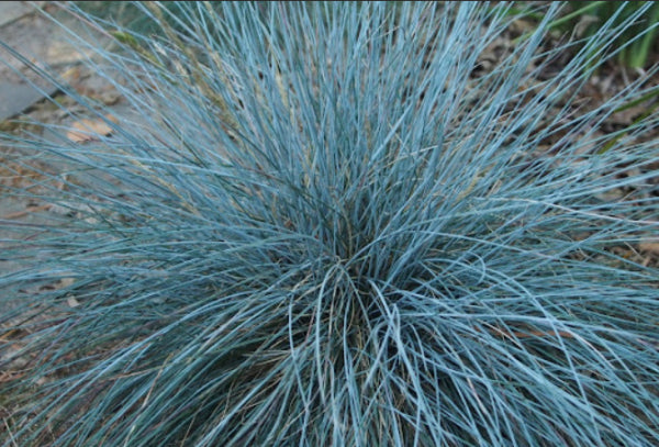 Festuca glauca Elijah Blue