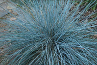Festuca glauca Elijah Blue