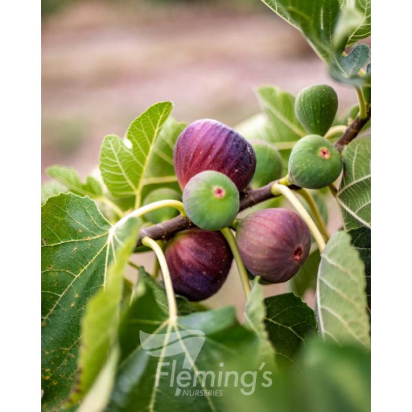 'Black Genoa' Fig - Ficus carica