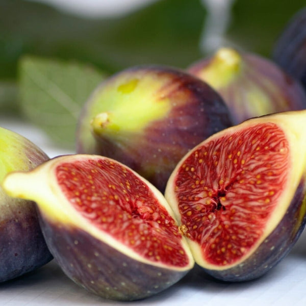 'Brown Turkey' Fig - Ficus carica