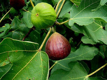 Load image into Gallery viewer, &#39;Brown Turkey&#39; Fig - Ficus carica
