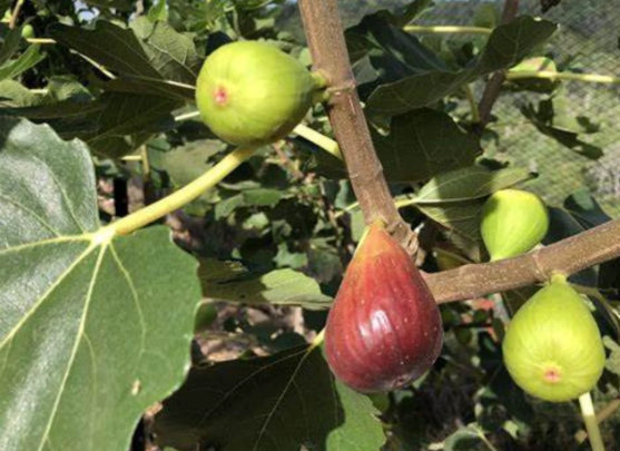 Ficus carica Sweet Temptation Fig