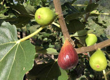 Load image into Gallery viewer, Ficus carica Sweet Temptation Fig
