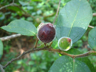 Ficus coronata 'Sandpaper Fig'