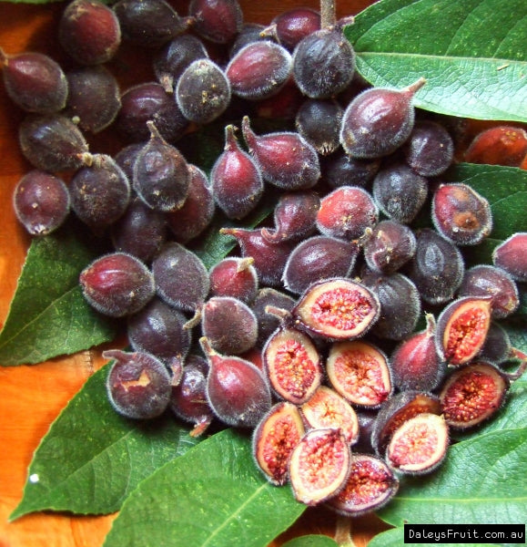 Ficus coronata 'Sandpaper Fig'