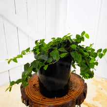 Load image into Gallery viewer, Ficus pumila Creeping Fig
