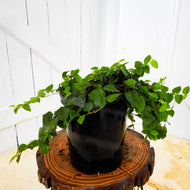 Ficus pumila Creeping Fig