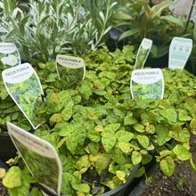 Load image into Gallery viewer, Ficus pumila Creeping Fig
