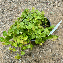 Load image into Gallery viewer, Ficus pumila Creeping Fig
