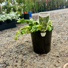 Load image into Gallery viewer, Ficus pumila Creeping Fig
