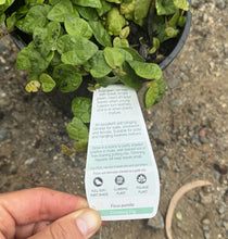 Load image into Gallery viewer, Ficus pumila Creeping Fig
