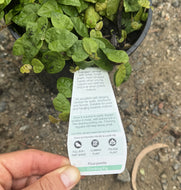 Ficus pumila Creeping Fig