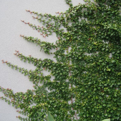 Ficus pumila