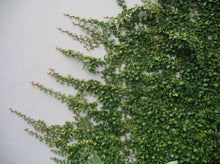 Load image into Gallery viewer, Ficus pumila Creeping Fig
