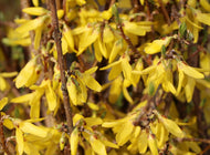 Forsythia x. Intermedia Lynwood Gold