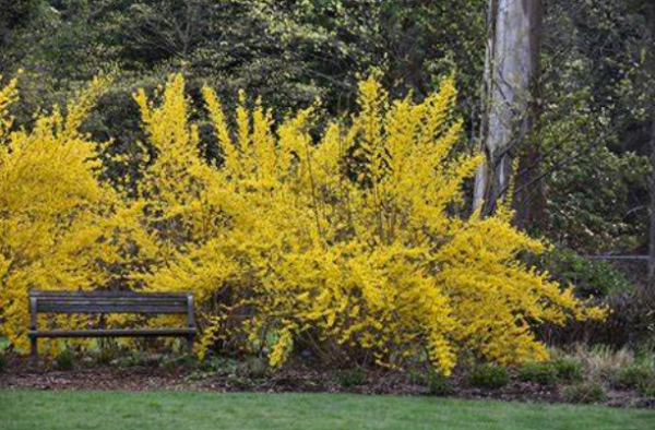 Forsythia x. Intermedia Lynwood Gold