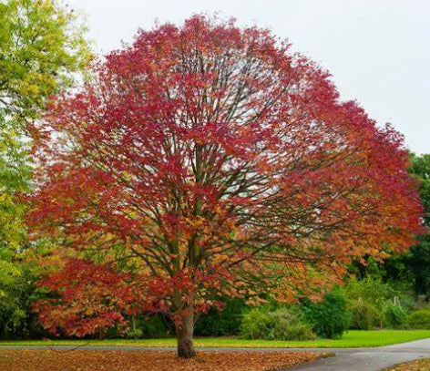 Fraxinus americana White Ash