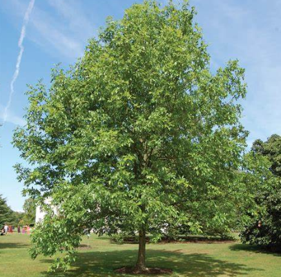 Fraxinus americana White Ash