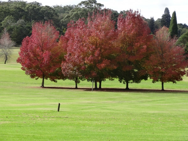 Fraxinus angustifolia Raywood Claret Ash