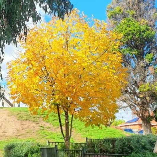Fraxinus excelsior Aurea Golden Ash