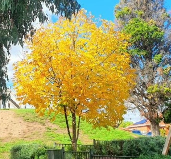 Fraxinus excelsior Aurea Golden Ash