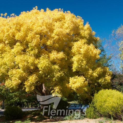 Fraxinus excelsior Aurea Golden Ash