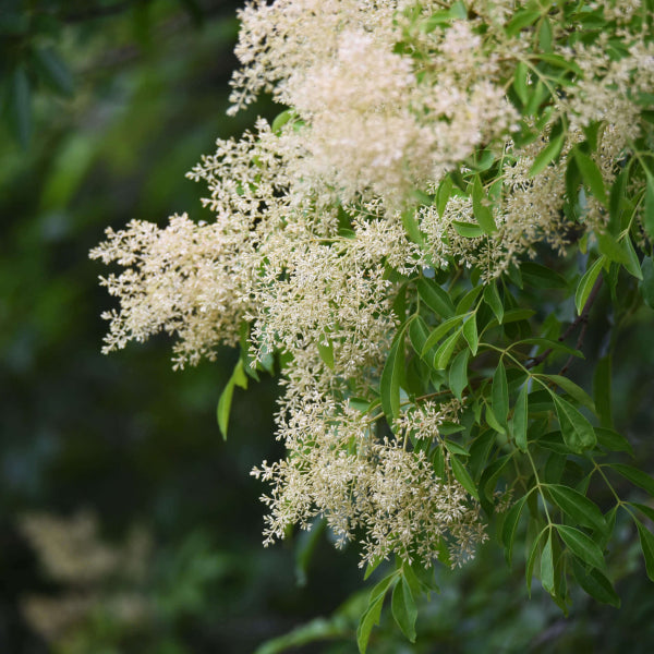 Fraxinus griffithi 'Evergreen Ash'