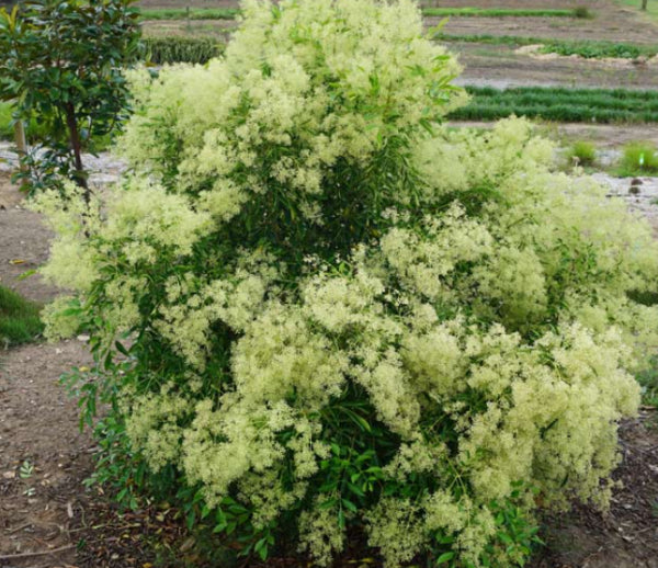Fraxinus griffithii Safe Haven