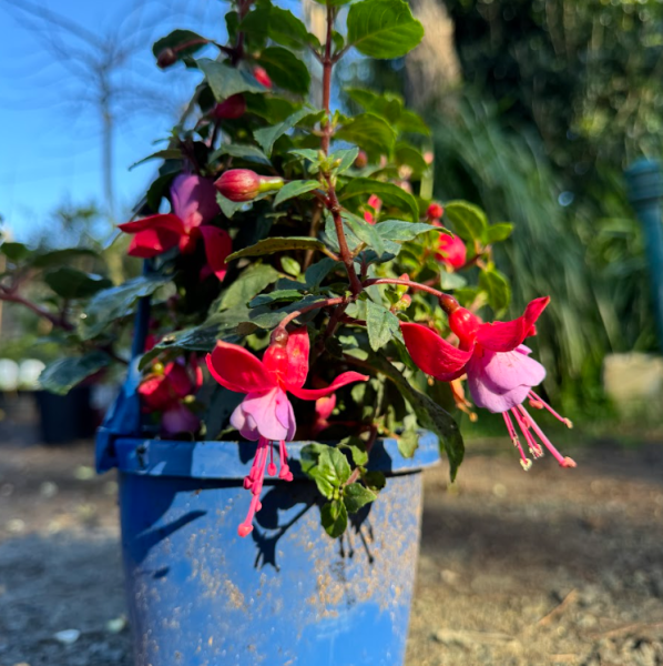 Fuchsia x hybrida Bella Sarah