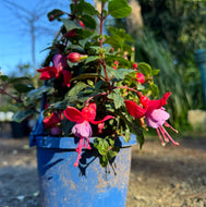 Fuchsia Bella Sarah