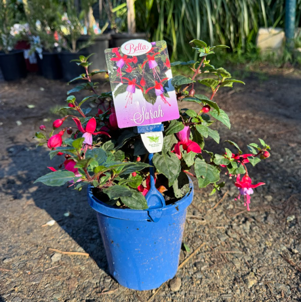 Fuchsia x hybrida Bella Sarah
