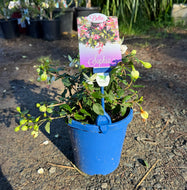 Fuchsia Bella Sophia