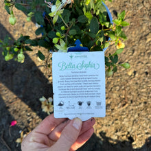 Load image into Gallery viewer, Fuchsia Bella Sophia
