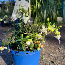 Load image into Gallery viewer, Fuchsia Bella Sophia
