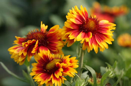Gaillardia Galya tm Blazing Sun