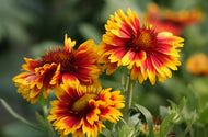 Gaillardia Galya tm Blazing Sun