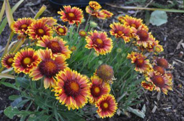 Gaillardia Goblin