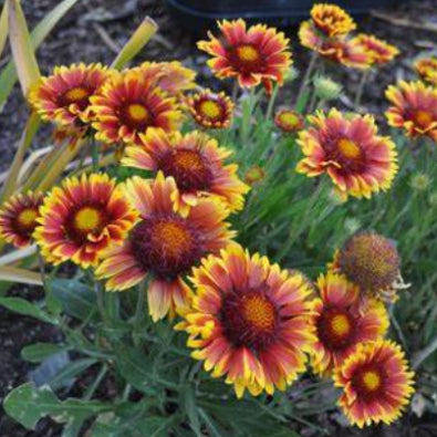Gaillardia Goblin