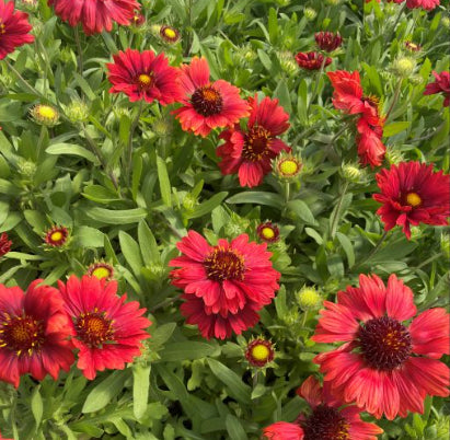 Gaillardia x grandiflora Mesa Red