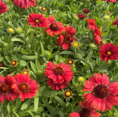 Gaillardia x grandiflora Mesa Red