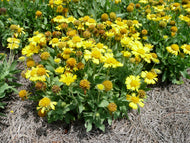 Gaillardia grandiflora Mesa Yellow
