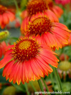 Gaillardia Gusto Paprika