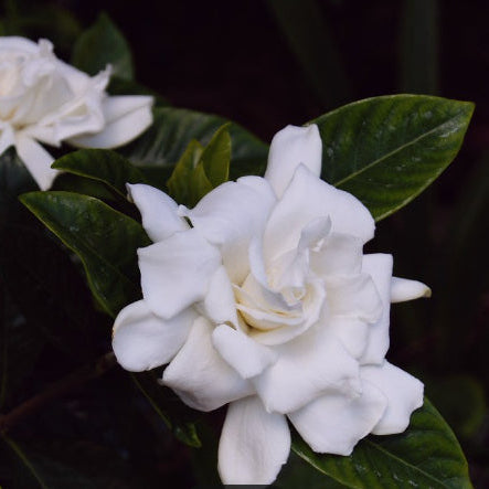 Gardenia augusta Magnifica