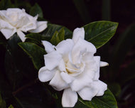 Gardenia augusta Magnifica