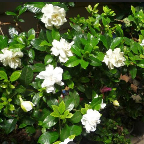 Gardenia augusta Magnifica