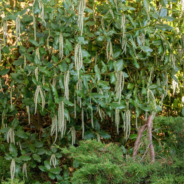 Garrya elliptica James Roof