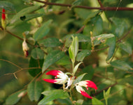 Gastrolobium celsianum Swan River Pea