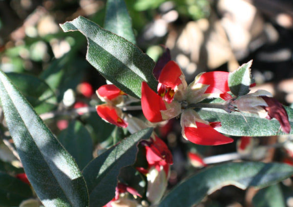Gastrolobium celsianum Swan River Pea